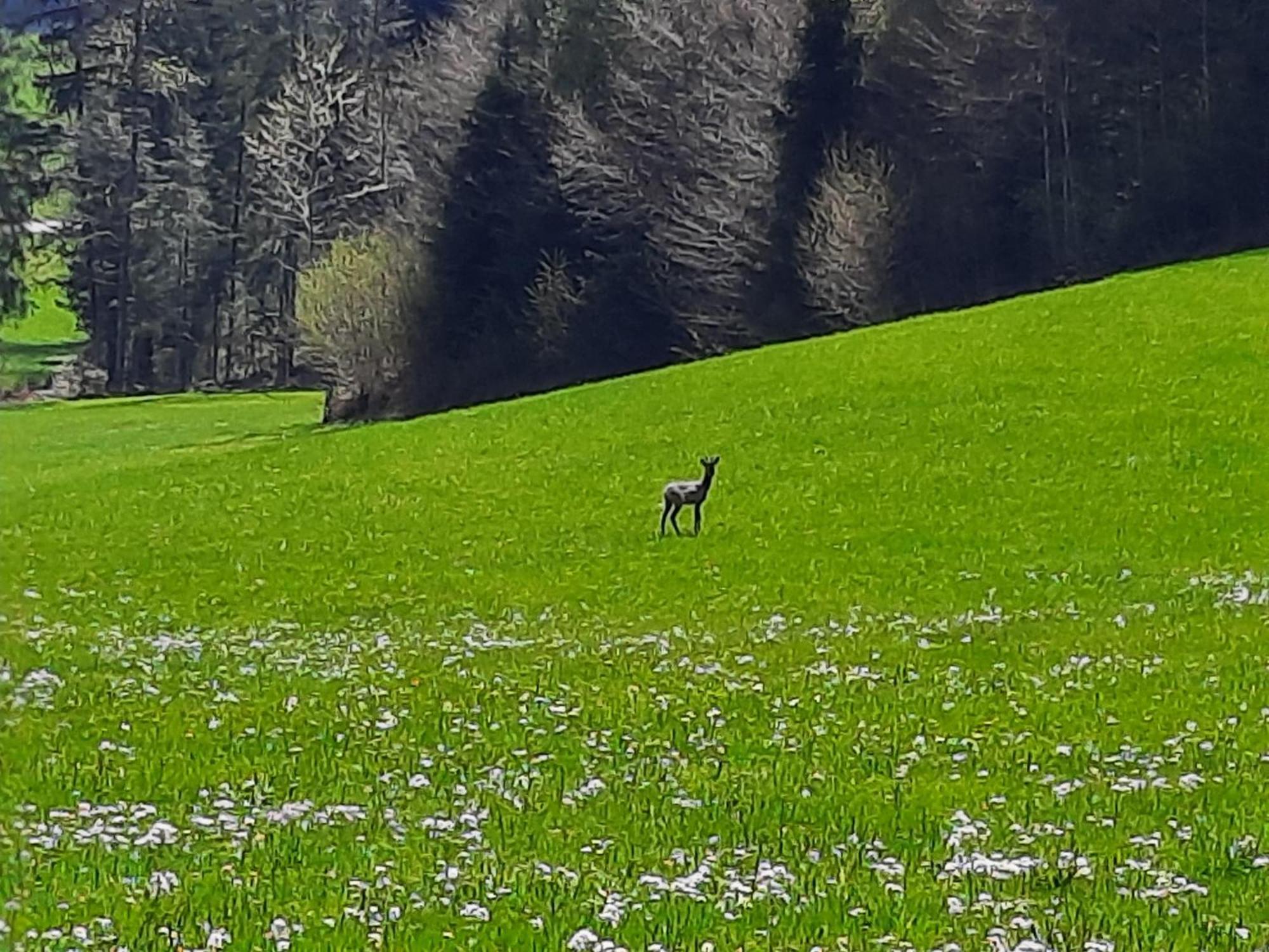 Ferienhof Unterkotgraben Spital Am Pyhrn Bagian luar foto
